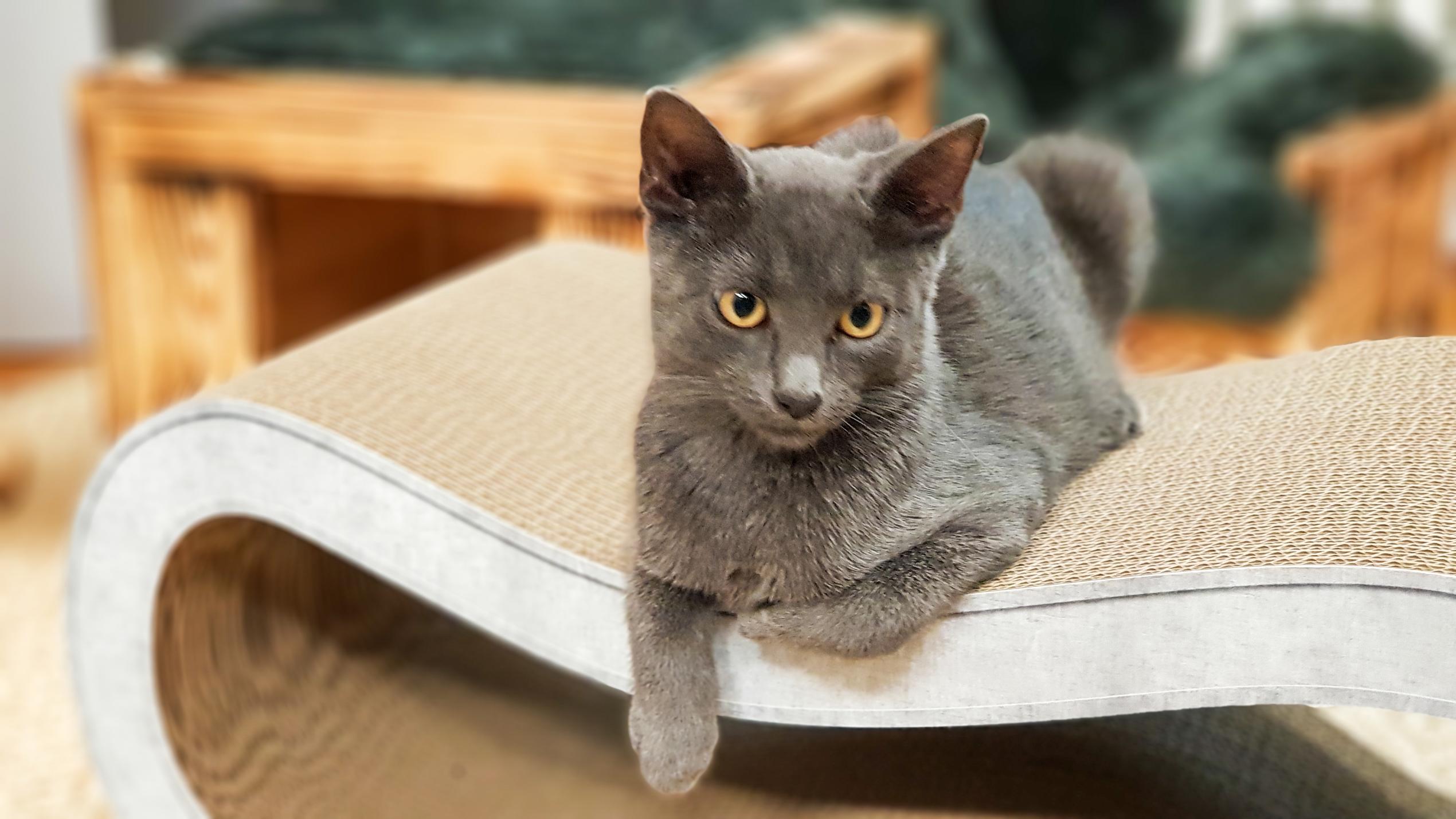 Die Katzen-Kita: Steckbrief Kater Simba Die Katzen-Kita: Kater Simba