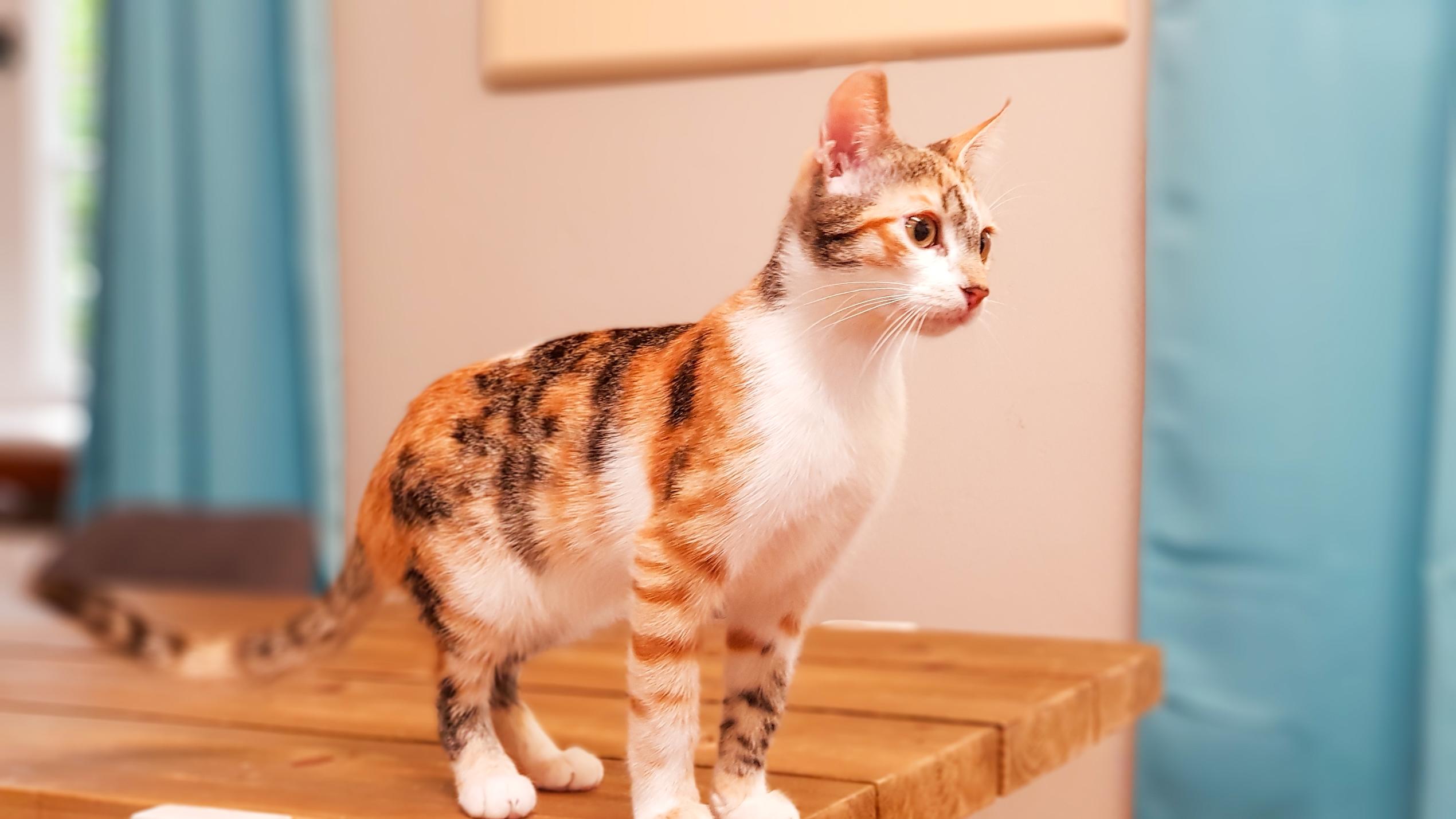 Die Katzen-Kita: Steckbrief Katze Poppy Die Katzen-Kita: Steckbrief Katze Poppy