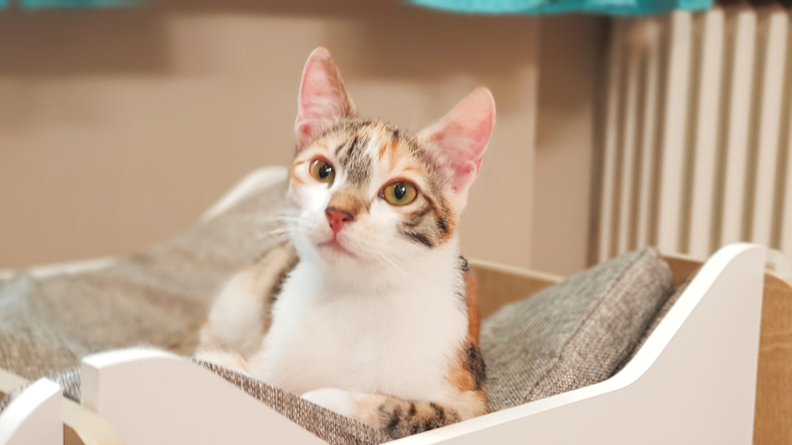 Die Katzen-Kita: Steckbrief Katze Daisy Katzen-Kita: Steckbrief Katze Daisy