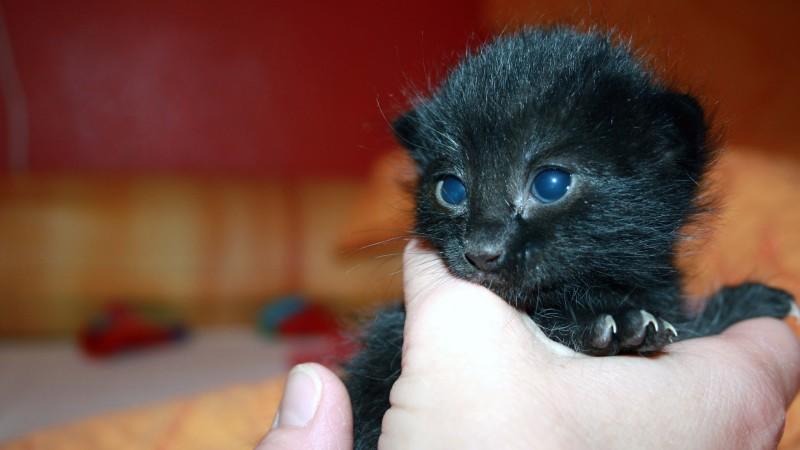 Der Tag einer Pflege-Mama für Katzenbabys Der Tag einer Pflege-Mama für Katzenbabys