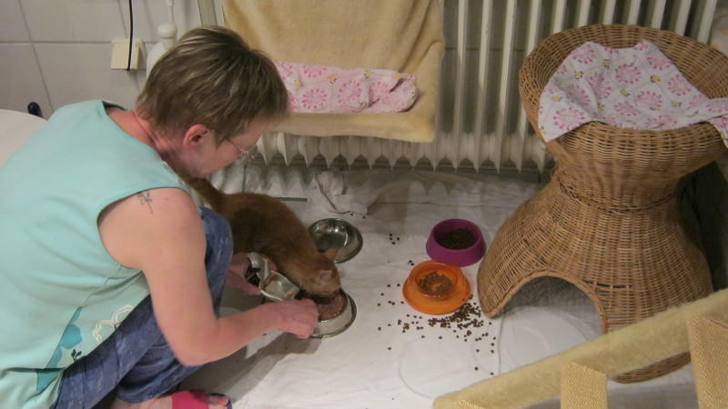 Der Tag einer Pflege-Mama für Katzenbabys Der Tag einer Pflege-Mama für Katzenbabys