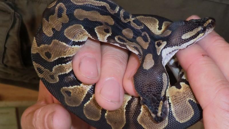 Doppelkopfpython Monty Python Doppelkopfpython