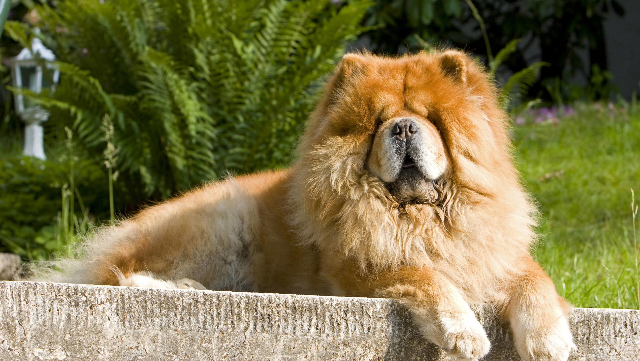 Hundeintelligenz: Das sind die fünf klügsten und die fünf dümmsten Hunderassen Chow Chows sind treu aber nicht sehr intelligent.