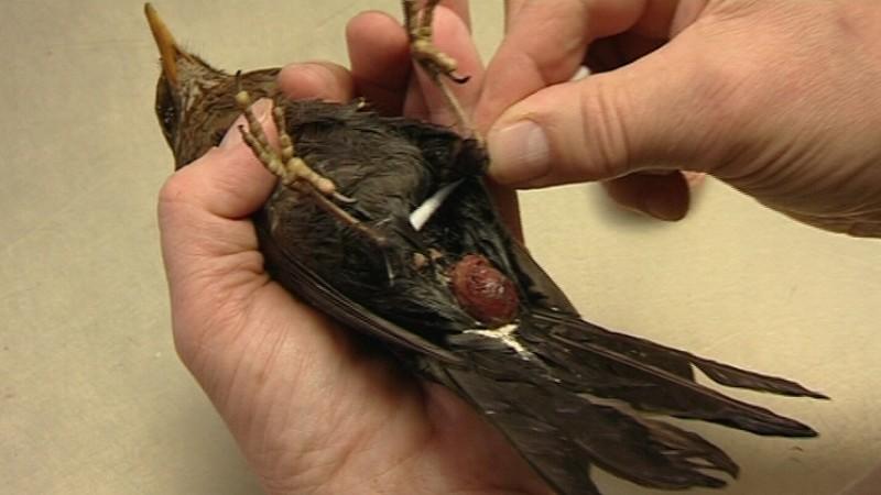 Eine Amsel mit Kloakenvorfall Kloakenvorfall bei einer Amsel