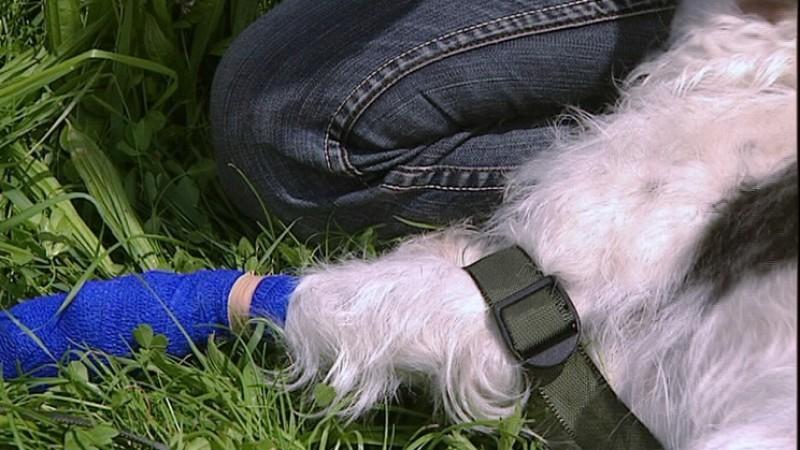 Richtiges Handeln in Notfällen Erste Hilfe beim Hund.