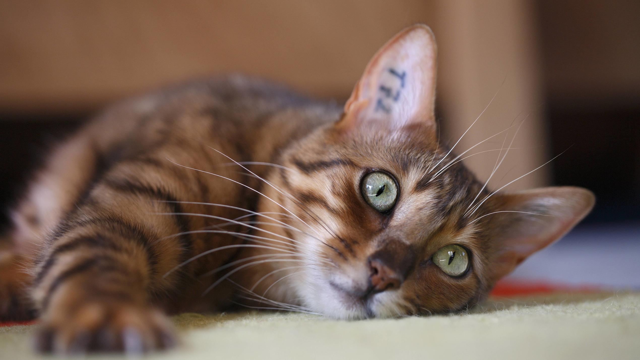 Top-3-Probleme mit Hunden und Katzen - und die passenden Lösungen Bengalkatze, Bengal-Katze, Bengale Felis silvestris f. catus, liegt auf dem Teppich Bengal Felis silvestris f. catus, lying on the carpet BLWS231742