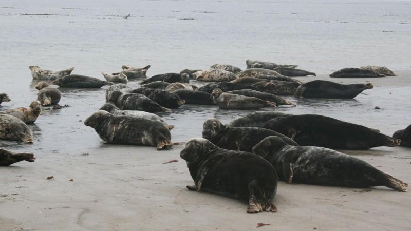 Deutschlandexpedition Planet Blue hundkatzemaus Seehund