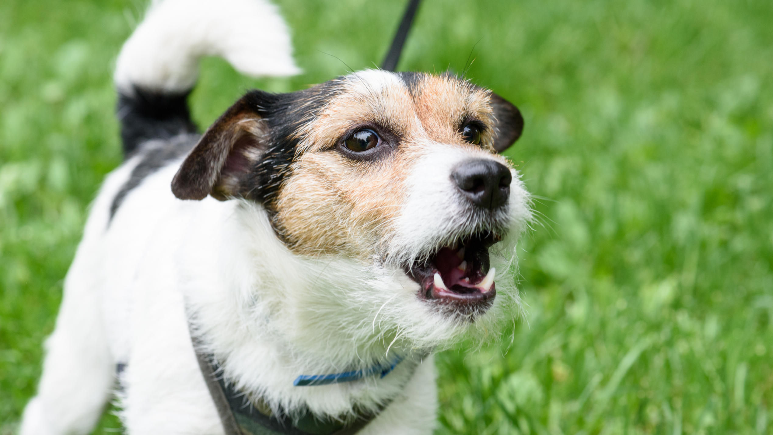 Top-3-Probleme mit Hunden und Katzen - und die passenden Lösungen Hund bellt beim Gassigehen