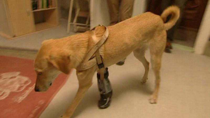 Dr. Wolf besucht Ex-Straßenhund Balu Straßenhund Balu