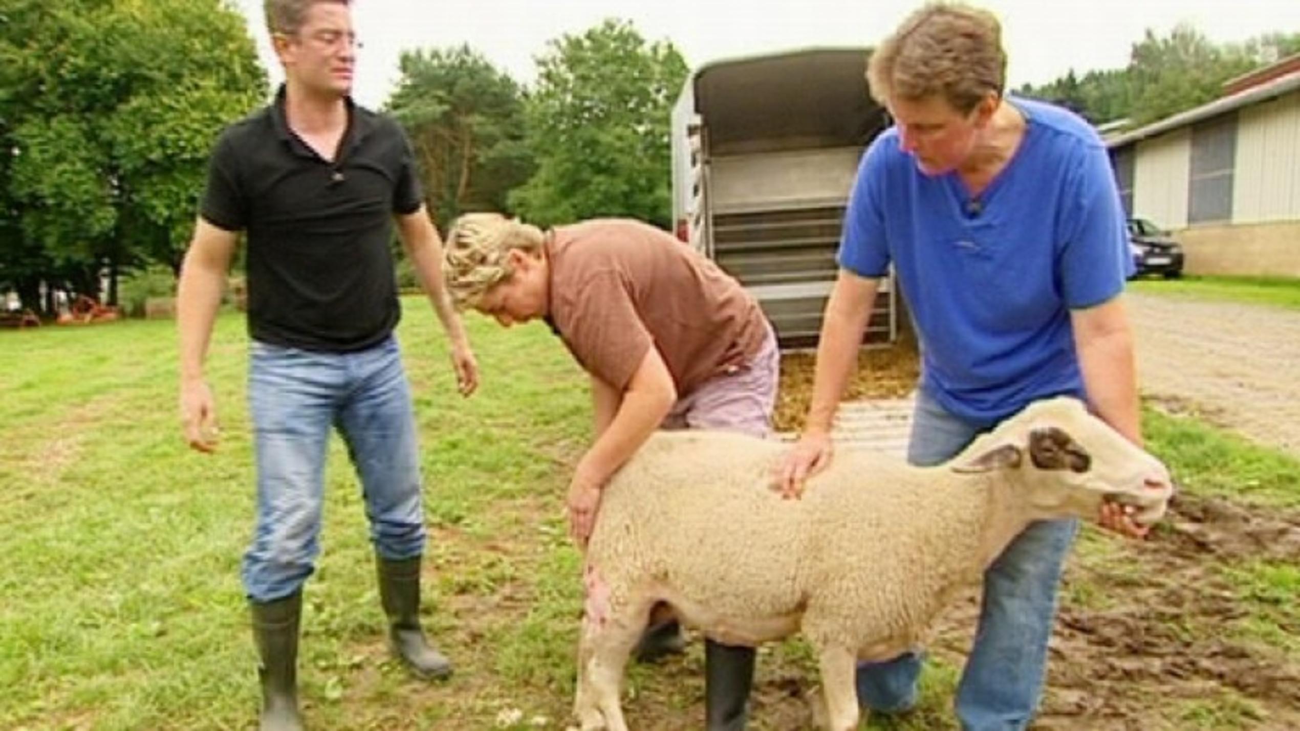 Landtierarzt Dr. Björn Seelig Landtierarzt Dr. Seelig kümmert sich um ein verletztes Schaf