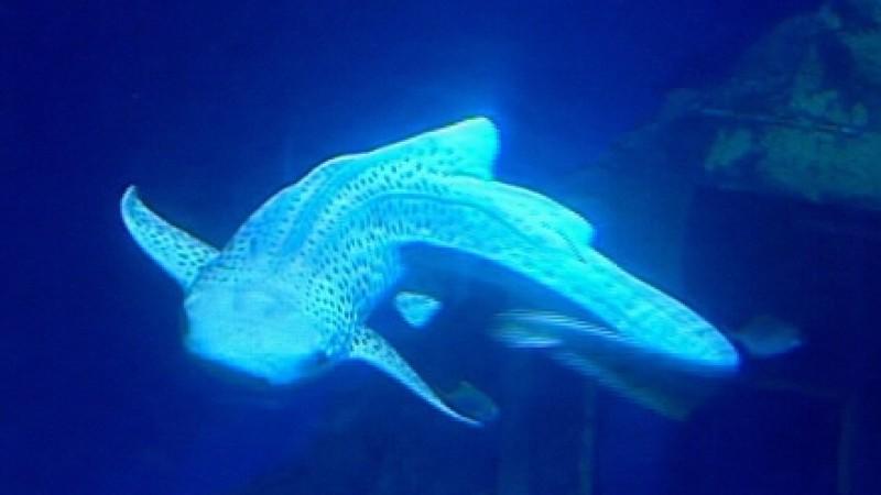 Reptilienarzt Thomas Bauer Hai-Austausch im Sea Life Center