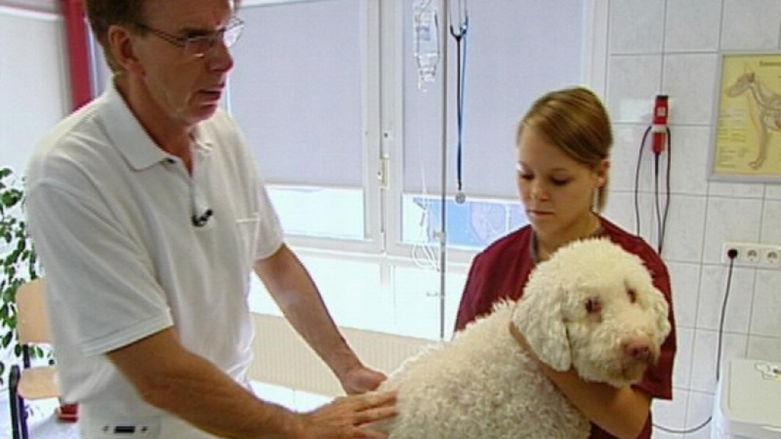 Tierklinik Lüneburg Menschen Tiere Doktoren: Dr. Müller begutachtet Wasserhund Somos