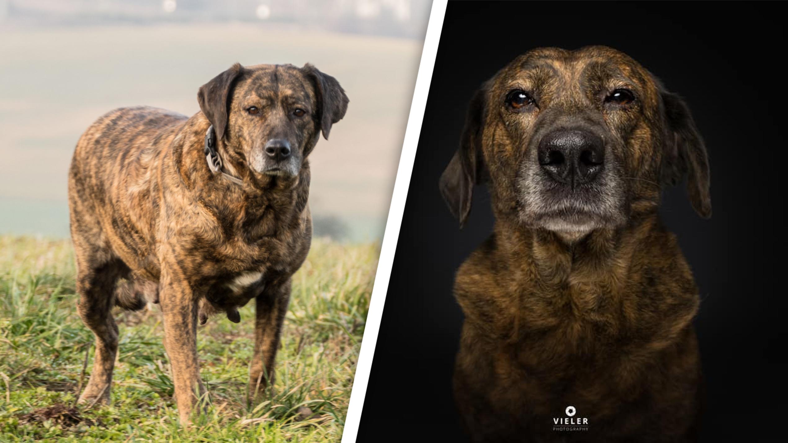 Straßenhündin Ida hatte Vertrauen in Menschen komplett verloren - jetzt ist sie Hundemodel! Vom Straßenhund in Rumänien zum Fotomodel in Deutschland