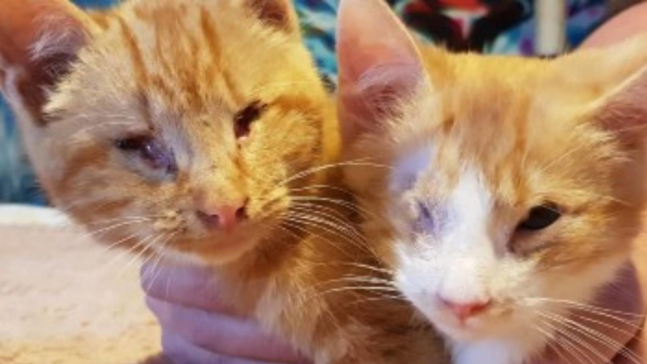 Wegen Katzenschnupfen erblindet: Jetzt ist Kater Gabriel wieder mit seinem Bruder vereint Kater Gabriel und sein Bruder Arthur
