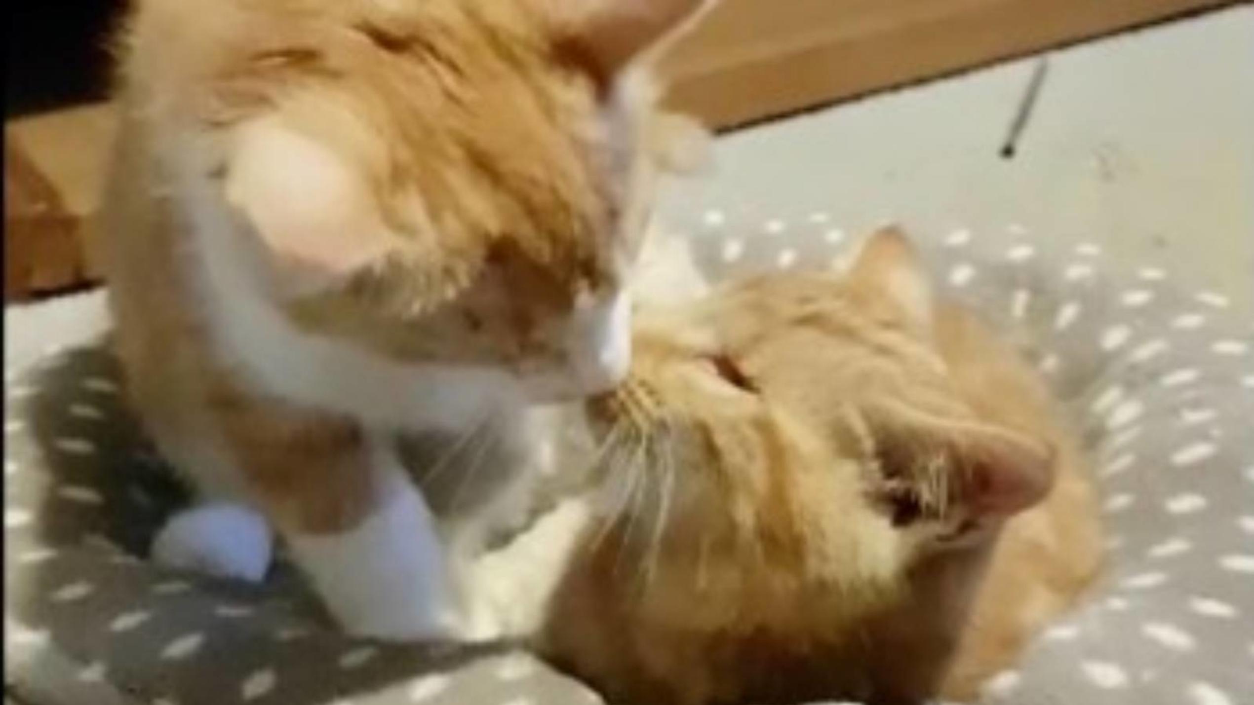 Wegen Katzenschnupfen erblindet: Jetzt ist Kater Gabriel wieder mit seinem Bruder vereint Kater Gabriel und sein Bruder Arthur