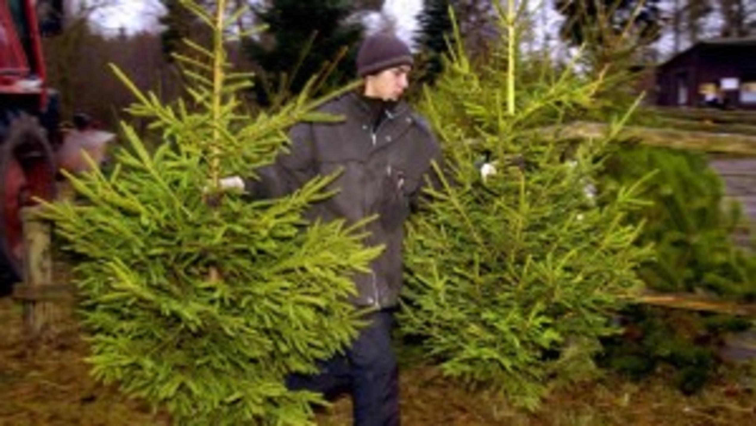 Welcher Weihnachtsbaum ist der Richtige? Weihnachtsbäume, Weihnachtsbaum - welcher ist richtig