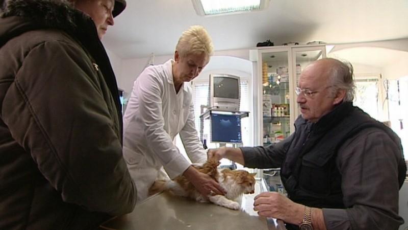 Dr. Wolfs Sprechstunde Katze mit Gelbsucht