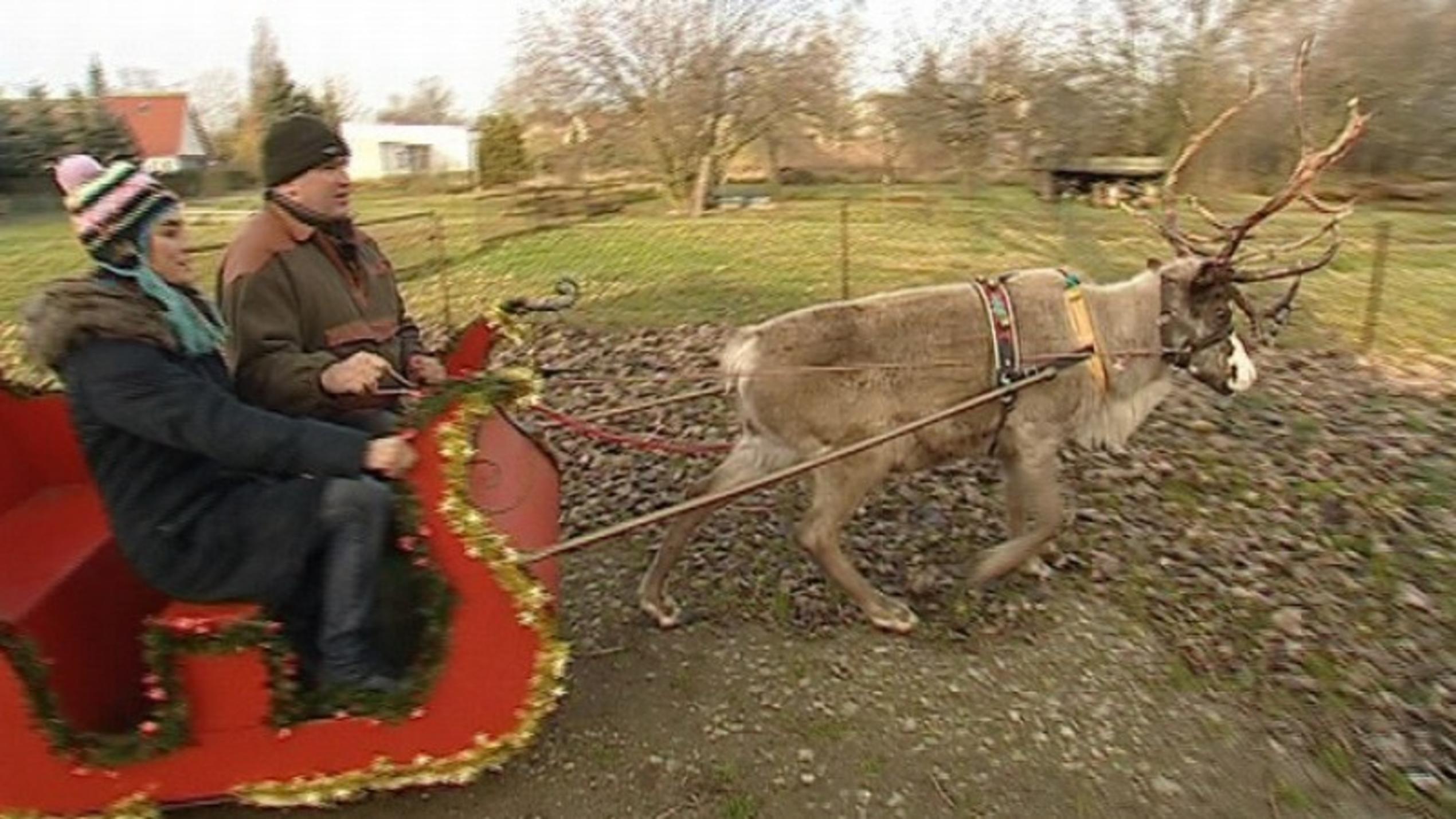 Diana Eichhorn bei den Nordlichtern hundkatzemaus-Reporterin Diana Eichhorn und Rentierschlitten