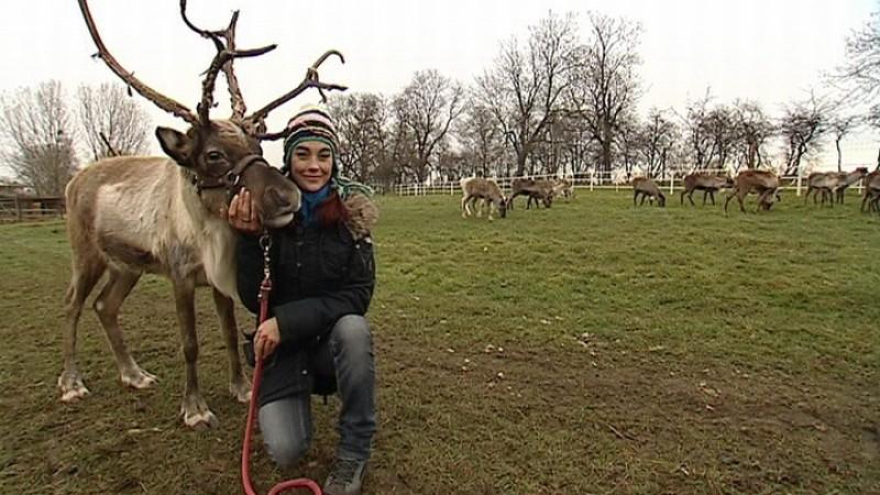 Diana Eichhorn bei den Nordlichtern hundkatzemaus-Reporterin Diana Eichhorn und Rentier