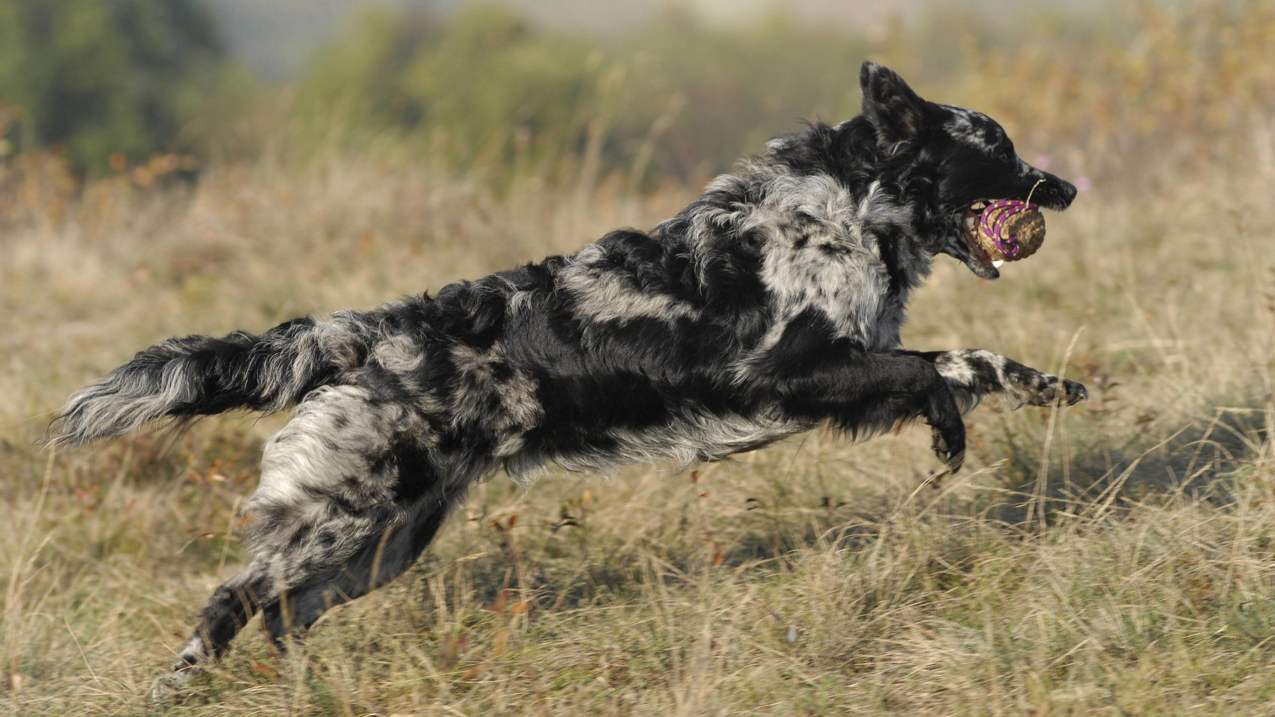 Top-3-Probleme mit Hunden und Katzen - und die passenden Lösungen Hund apportiert einen Ball über eine Wiese