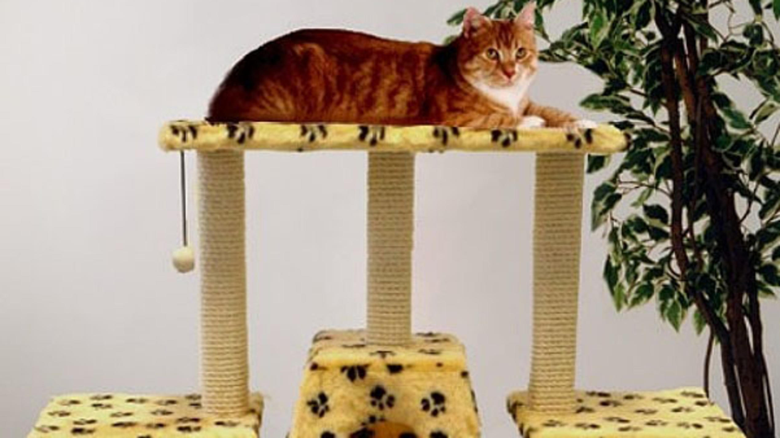 Top-3-Probleme mit Hunden und Katzen - und die passenden Lösungen Katze auf Kratzbaum