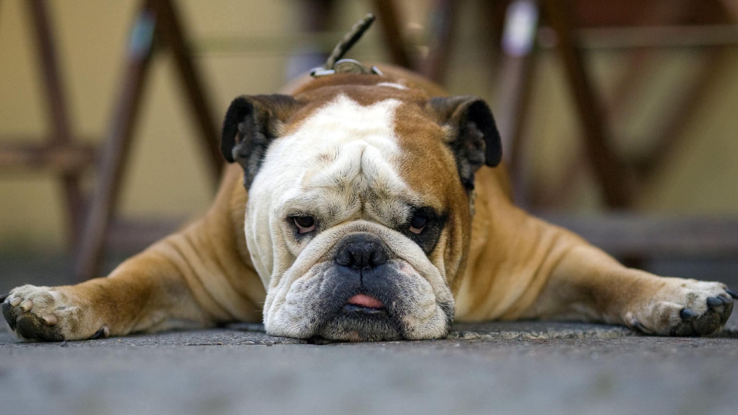 Hundeintelligenz: Das sind die fünf klügsten und die fünf dümmsten Hunderassen Die englische Bulldogge kann schnell aggressiv werden.