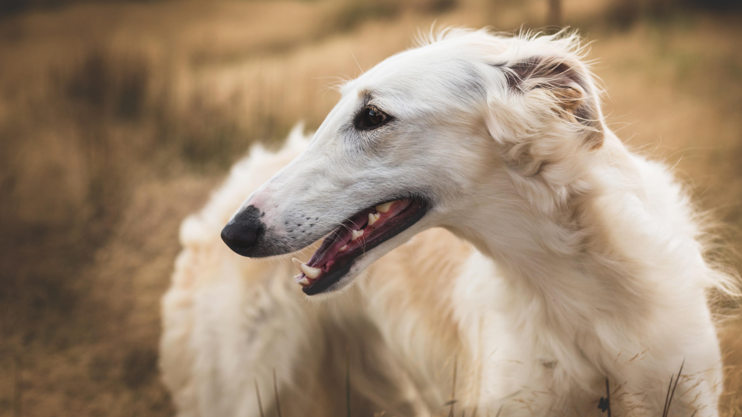 Hundeintelligenz: Das sind die fünf klügsten und die fünf dümmsten Hunderassen Der russische Borsoi lernt nur langsam dazu.