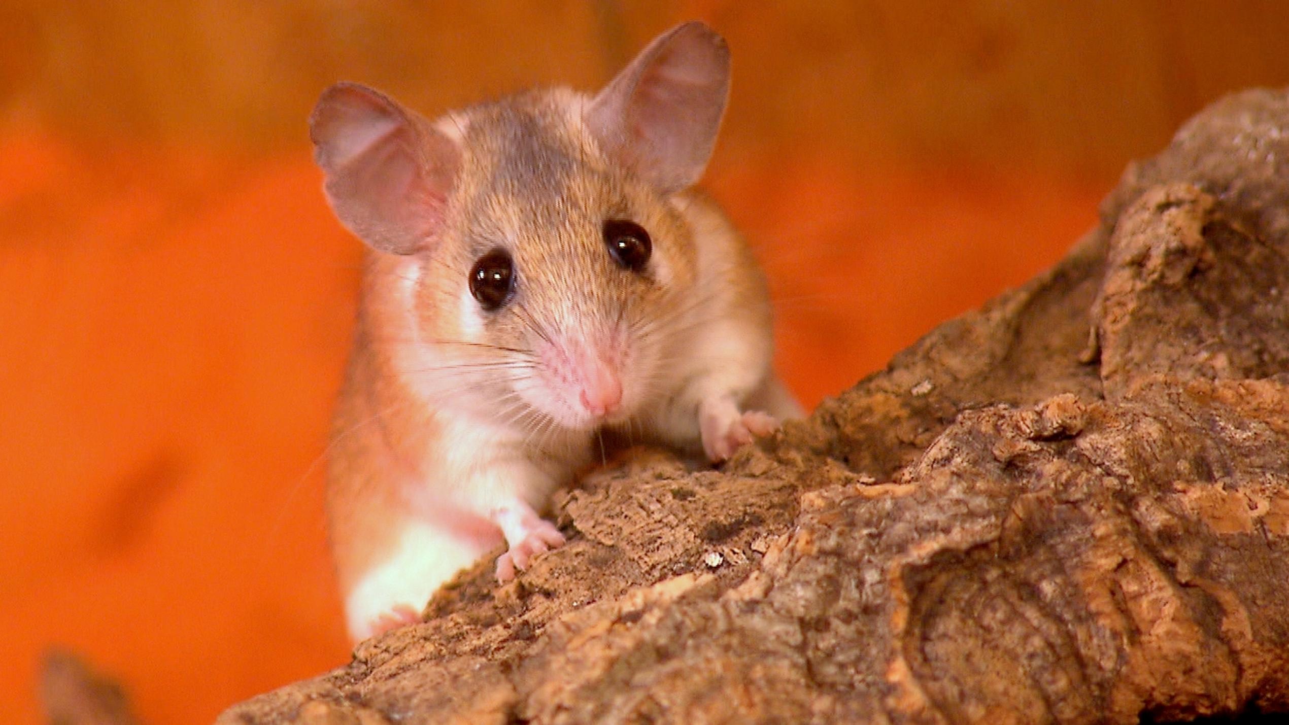 hundkatzemaus: Exotische Mäuseart: Sinai Stachelmaus Stachelmäuse