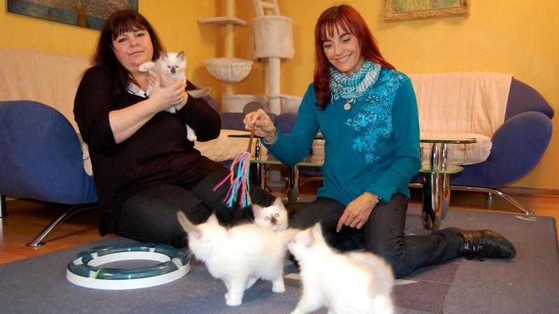 Diana Eichhorn entdeckt die Welt der Heiligen Birma hundkatzemaus-Reporterin Diana Eichhorn und Katzen-Züchterin Petra Wallendahl und ihre Heiligen Birmas