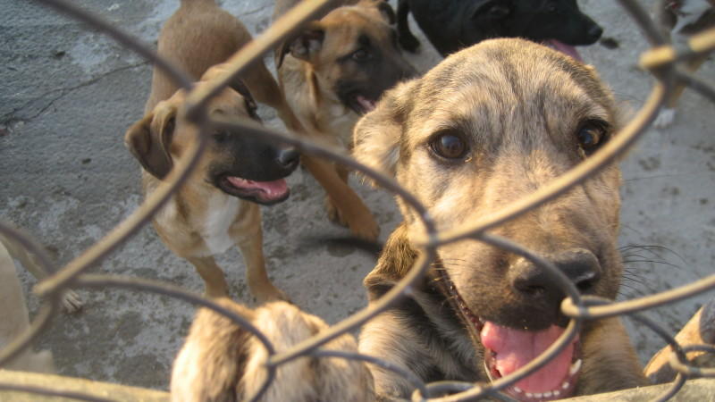 hundkatzemaus-Serie Teil 1 Straßenhunde in Rumänien