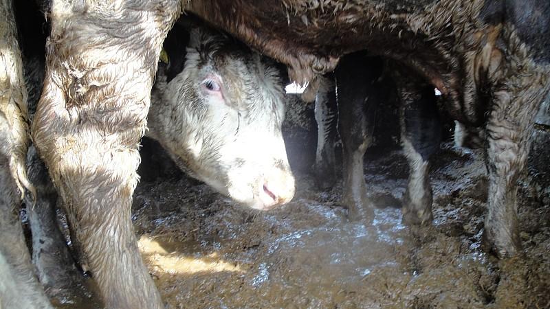 Tiertransporte: Tierschützer setzen EU unter Druck Tiertransporte: Katastrophale Bedingungen