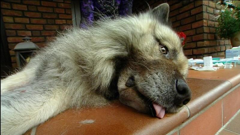 Marco Nieburg auf Rügen Eurasier Nico ist krank