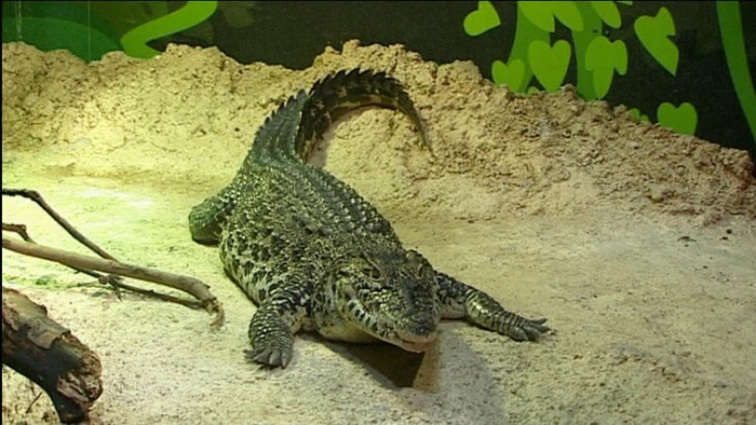 Sea Life Speyer Krokodil im Sea Life Speyer