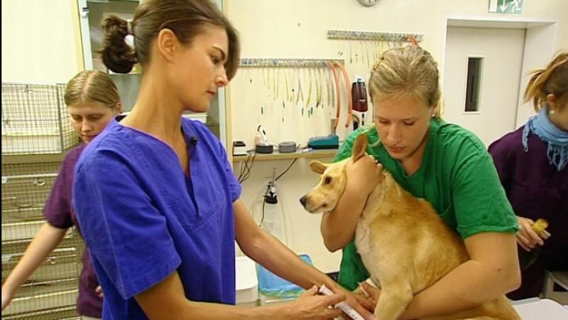 Tierklinik Oberhaching Mischlingshündin Lora