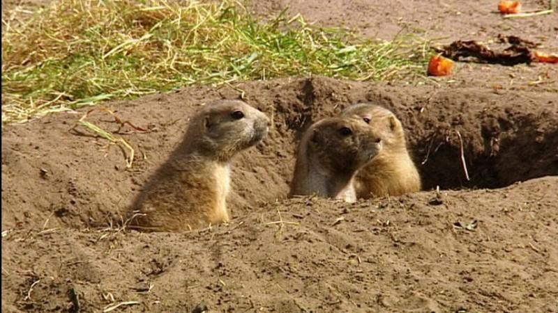 Tierpark Nordhorn Schwarz-Schwanz-Präriehunden