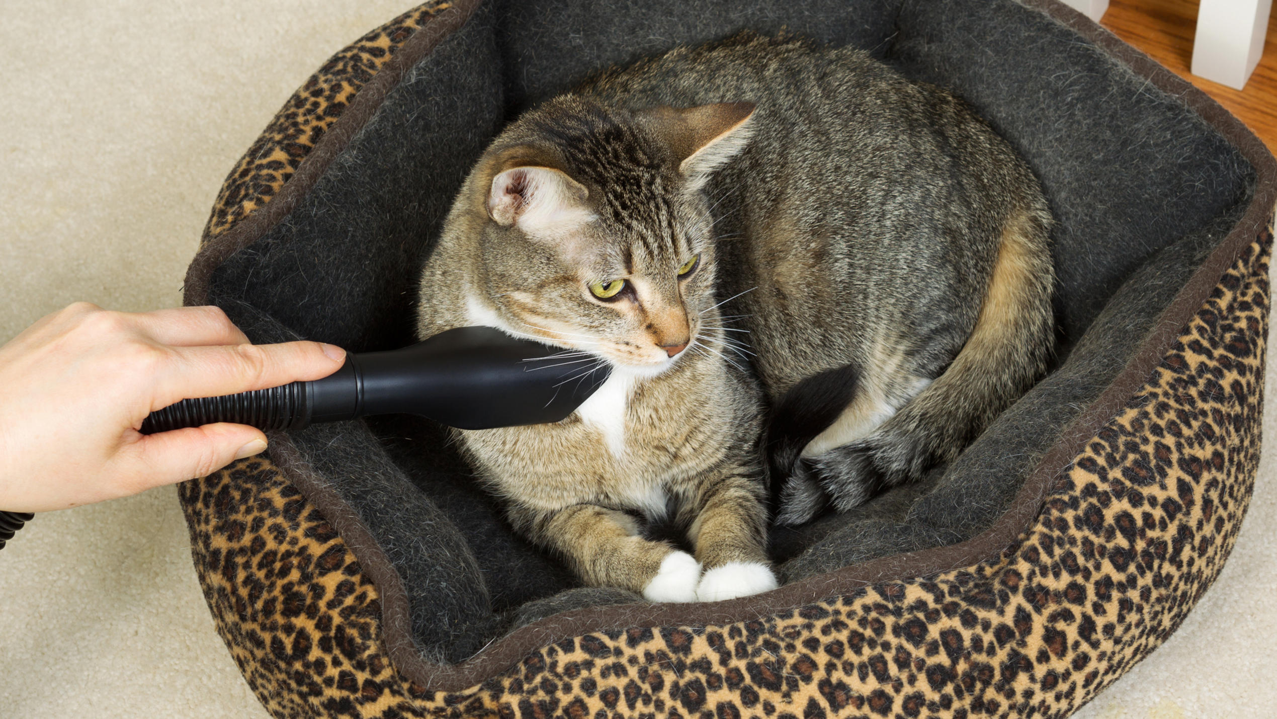 Staubsauger für Tierhaare: Top-Modelle und Tipps für Tierfreunde "Grooming"-Bürsten pflegen das Fell ihres Lieblings.