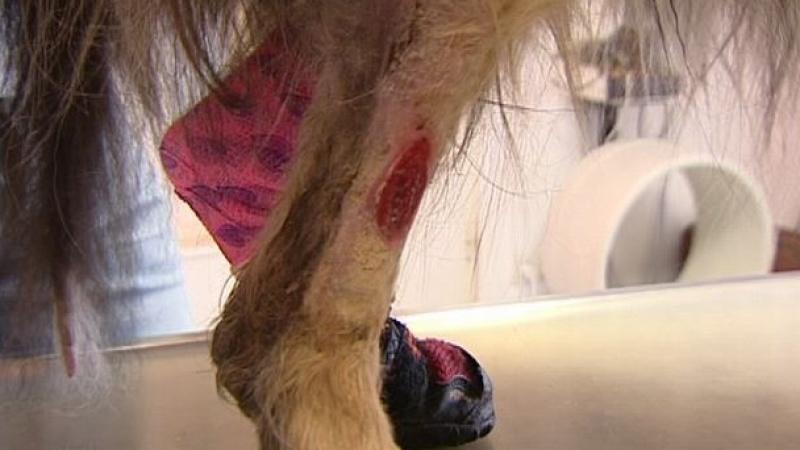 Dr. Wolfs Sprechstunde VOX hundkatzemaus: Probleme mit der Gehhilfe