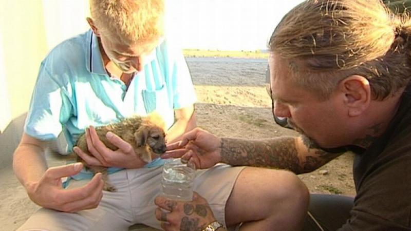 hundkatzemaus Serie Teil 2 VOX hundkatzemaus: Erste Hilfe für die Hundewelpen