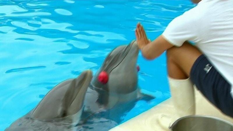 Loro Parque Teneriffa Loro Parque Teneriffa