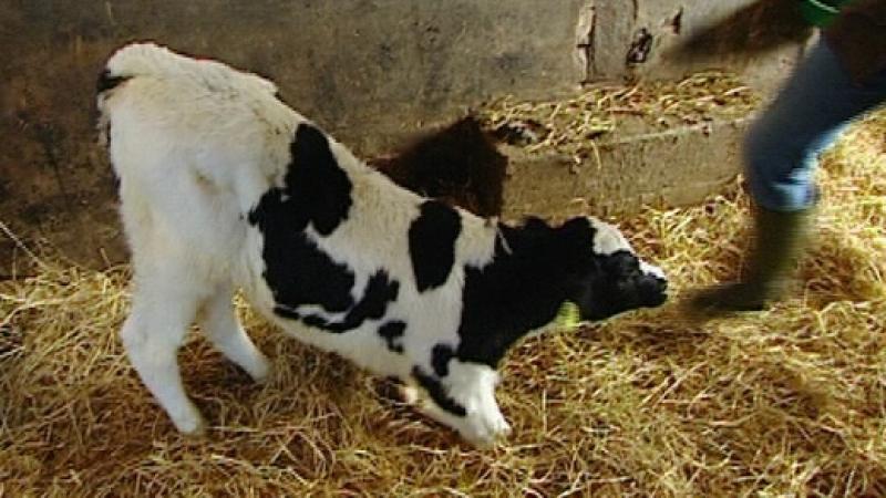 Landtierarzt Dr. Hansjörg Heeren VOX Menschen, Tiere & Doktoren: Behinderung bei Kalb Karl-Theodor