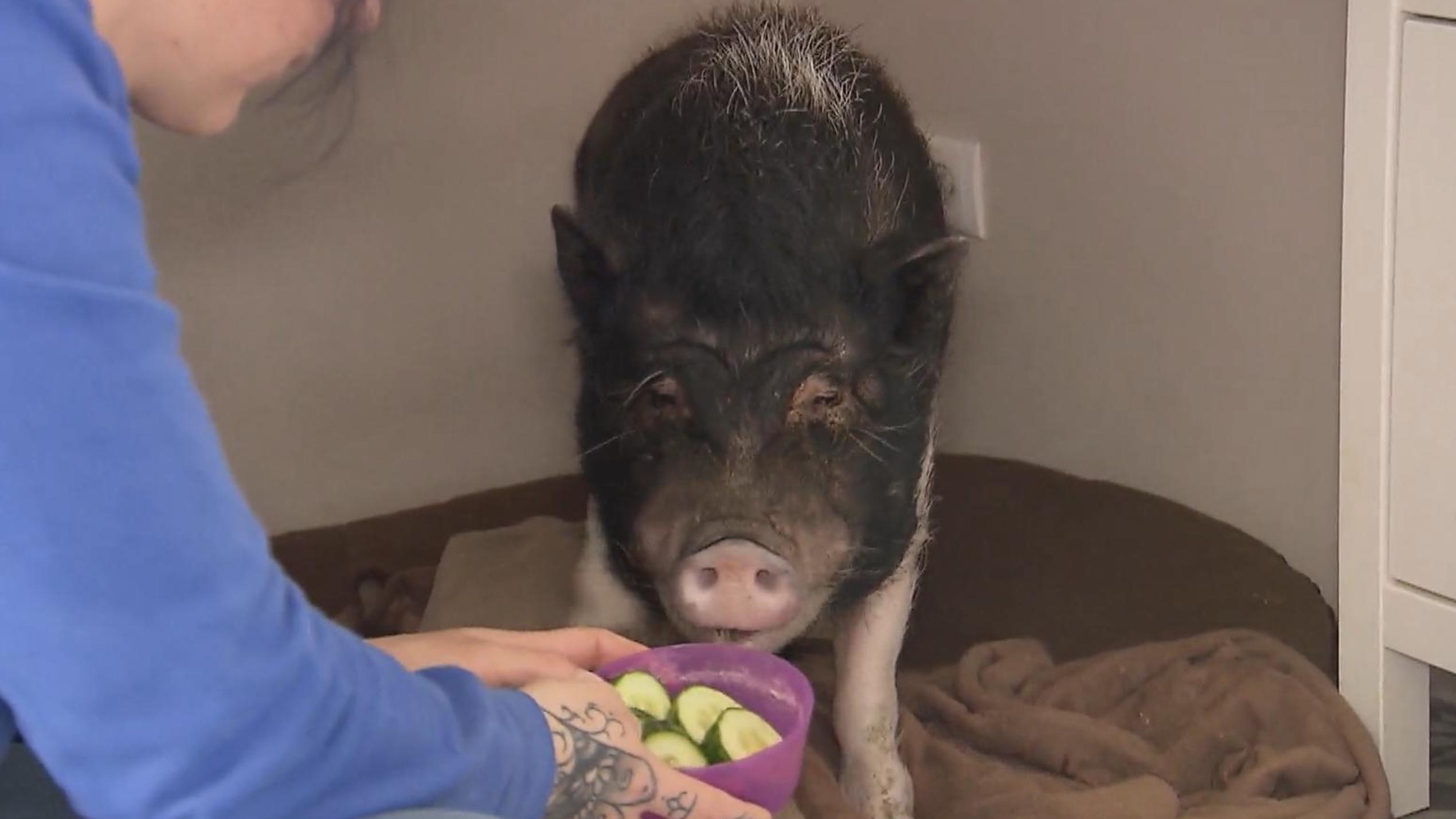 Das perfekte Dinner in Oberhausen: Lisa und das Schwein unter der Treppe Titus hat auch Hunger
