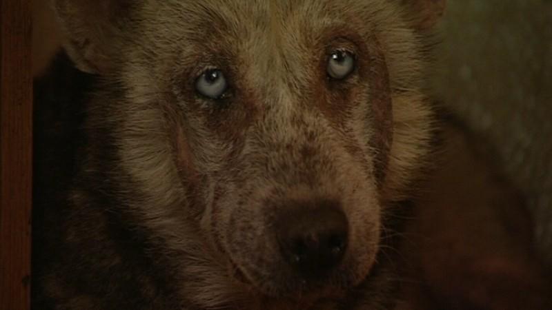 hundkatzemaus Serie Teil 5 Verwahrloster Hund