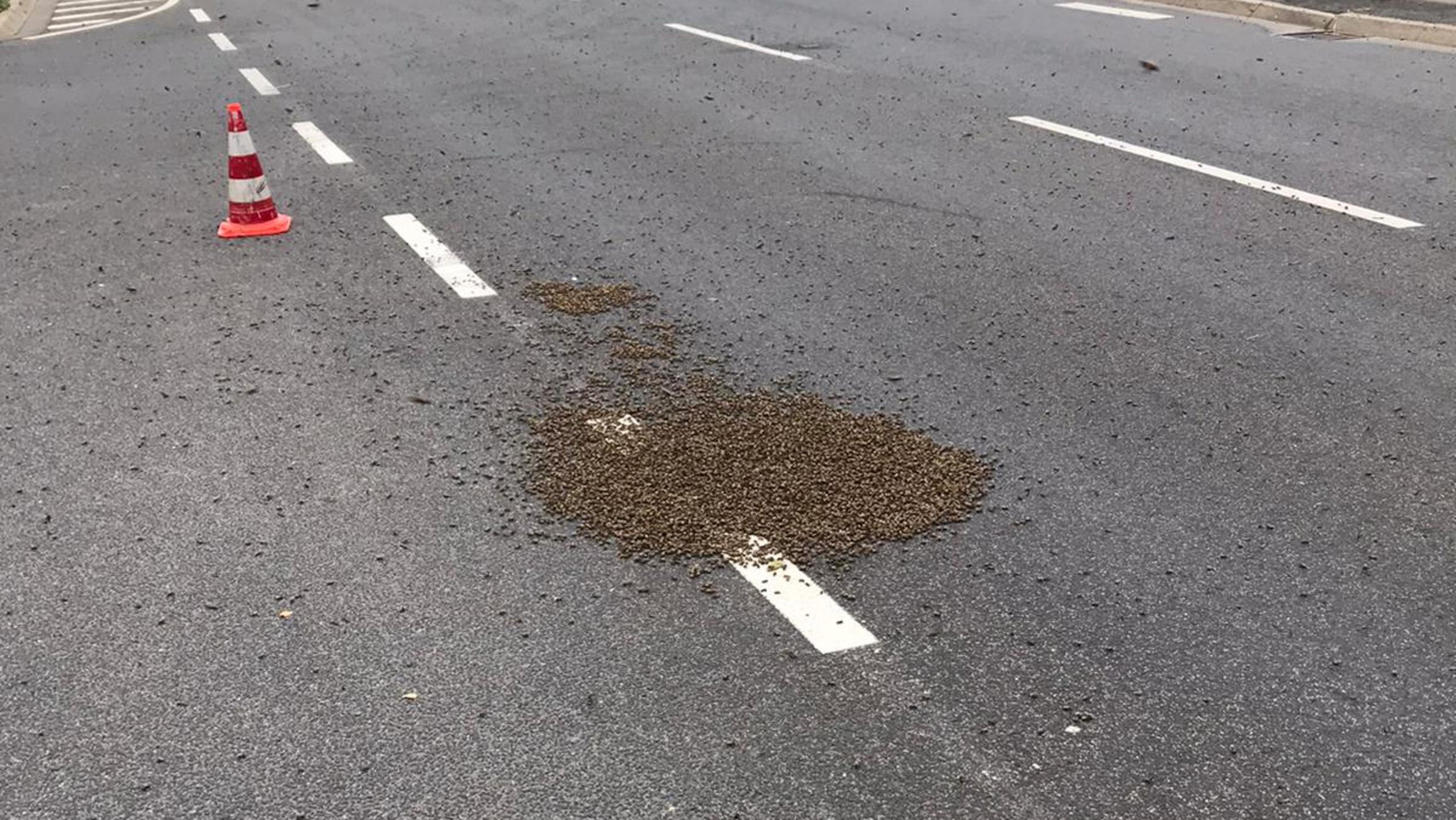 Köln: 15.000 Bienen verirren sich auf Straße Bienenvolk auf einer Straße in Köln