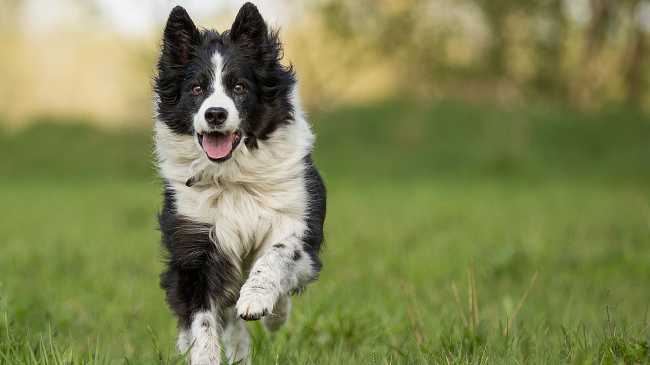 Hundeintelligenz: Das sind die fünf klügsten und die fünf dümmsten Hunderassen Der Border Collie schneidet in der Intelligenz-Studie super ab.