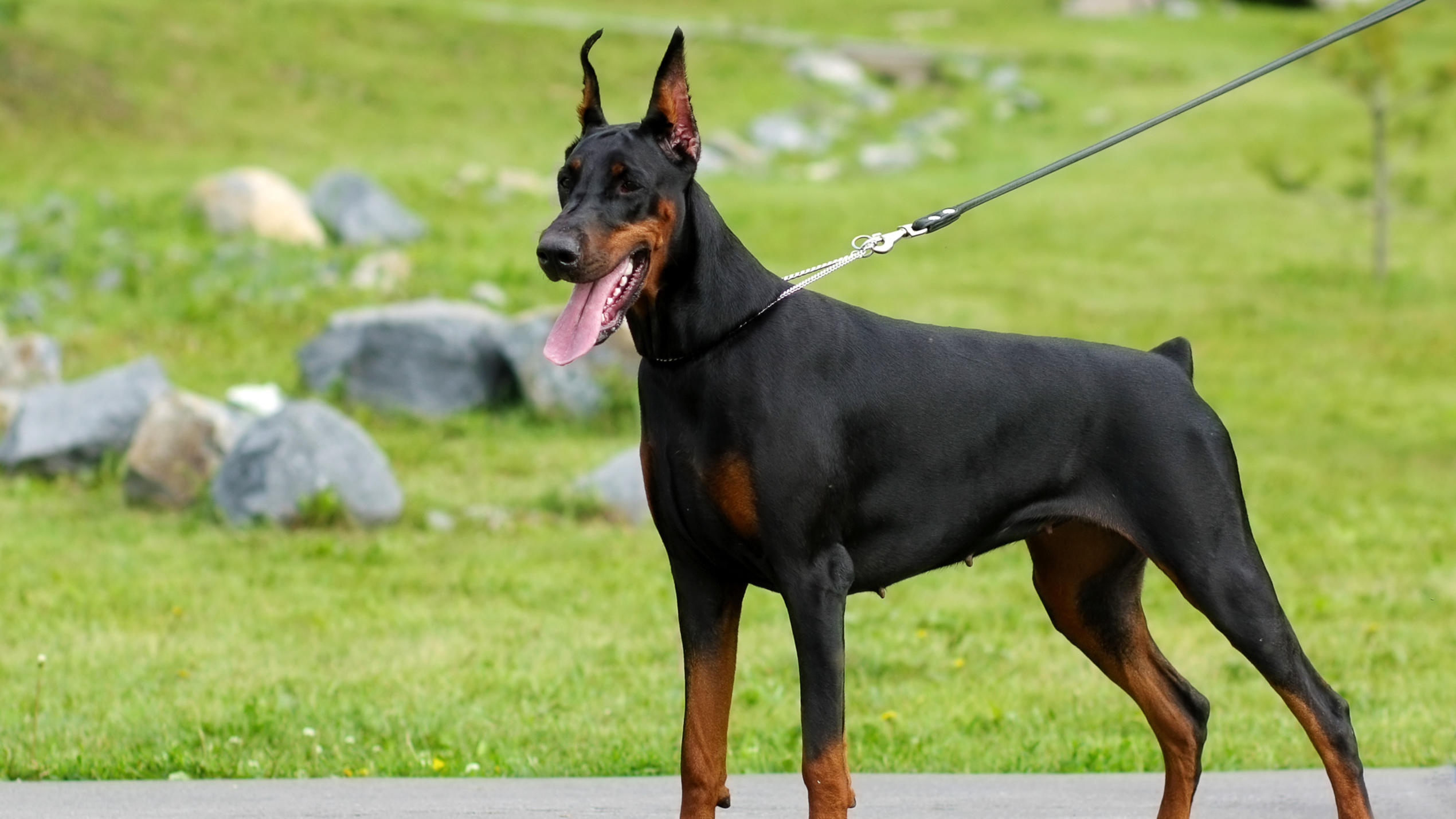 Hundeintelligenz: Das sind die fünf klügsten und die fünf dümmsten Hunderassen Großer Dobermann steht an der Leine auf einem Weg