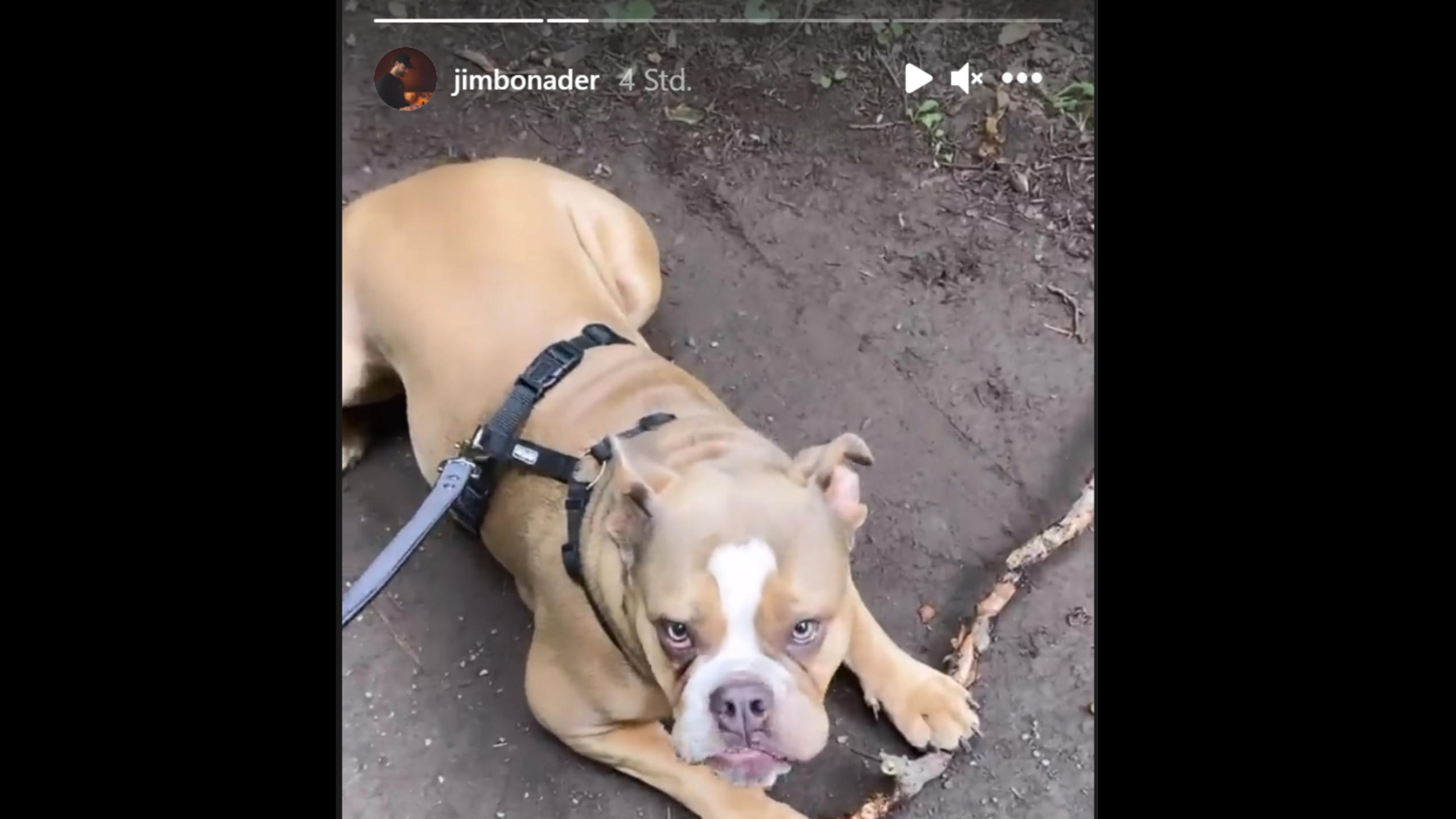 Yeliz Koc & Jimi Blue Ochsenknecht wieder versöhnt? DAS ist ein weiteres Anzeichen Yeliz Koc: Hund Luna taucht in Jimi Blue Ochsenknechts Instastory auf.