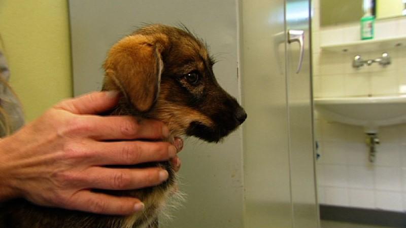 Tierklinik Berlin Menschen, Tiere & Doktoren: Welpe
