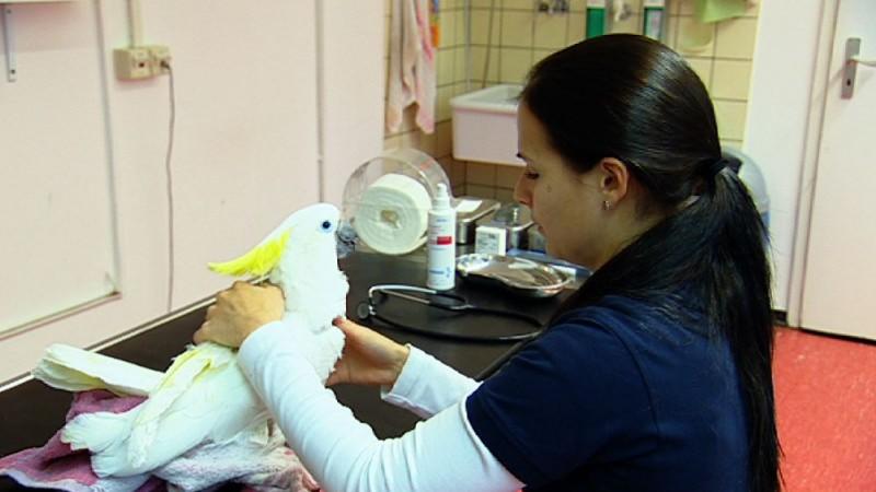 Exotenklinik Gießen Menschen, Tiere & Doktoren: Gelbhaubenkakadu