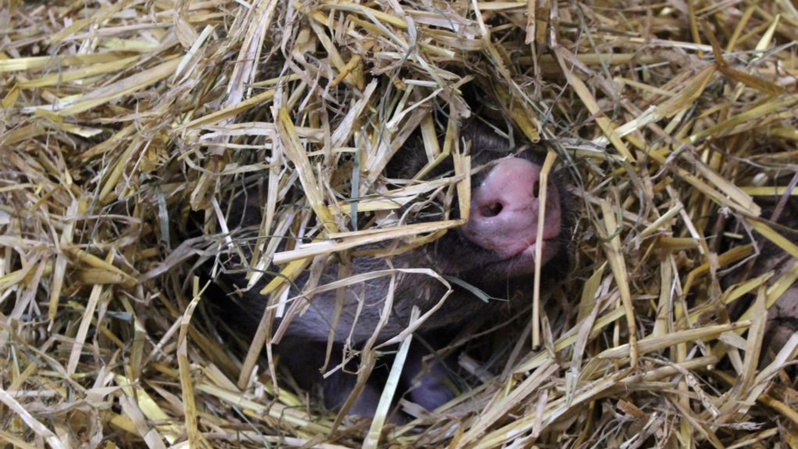 Schüchternes Minischwein Eduardt sucht liebevolles Zuhause Der süße Eduardt kam als behördliche Sicherstellung zum Hamburger Tierschutzverein.
