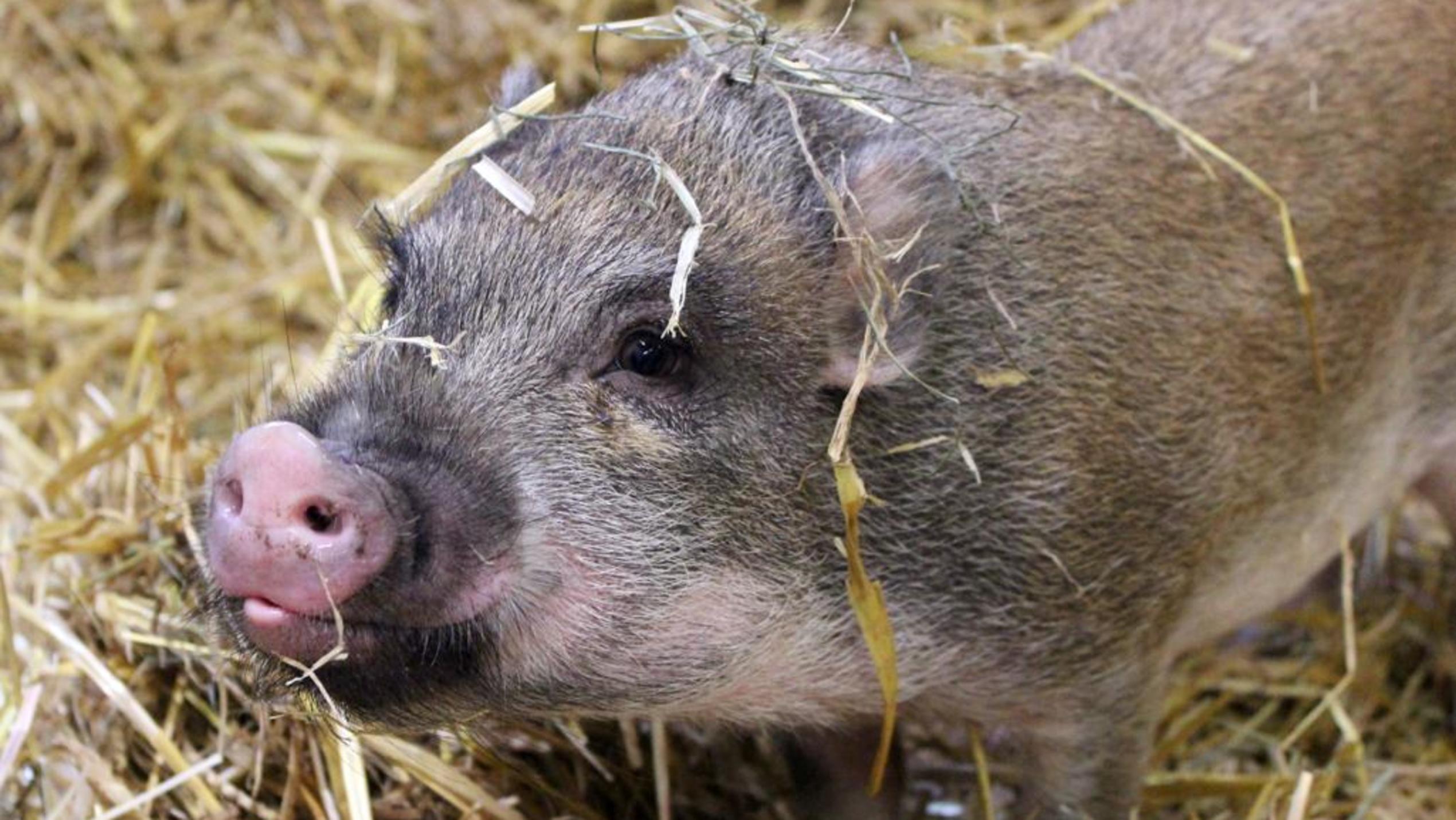 Schüchternes Minischwein Eduardt sucht liebevolles Zuhause Der süße Eduardt kam als behördliche Sicherstellung zum Hamburger Tierschutzverein.